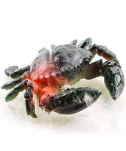 фото - Личи 1шт меняет цвет высота 5 ширина 5 глубина 5