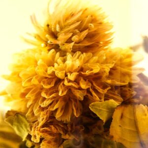 фото - Связанный чай  белый чай серебряные иглы steady progress