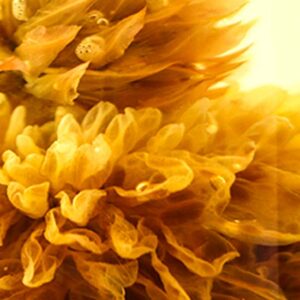 фото - Связанный чай  белый чай серебряные иглы steady progress