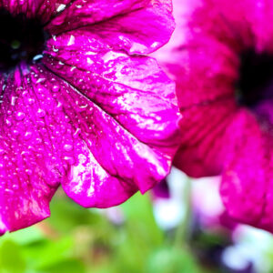 Чайные подарки