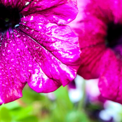 Чайні подарунки