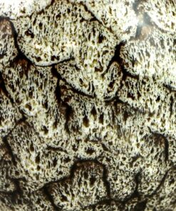 фото - Набор пиал подарочная 100 мл. 5шт в коробке