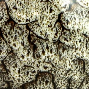 фото - Набор пиал подарочная 100 мл. 5шт в коробке